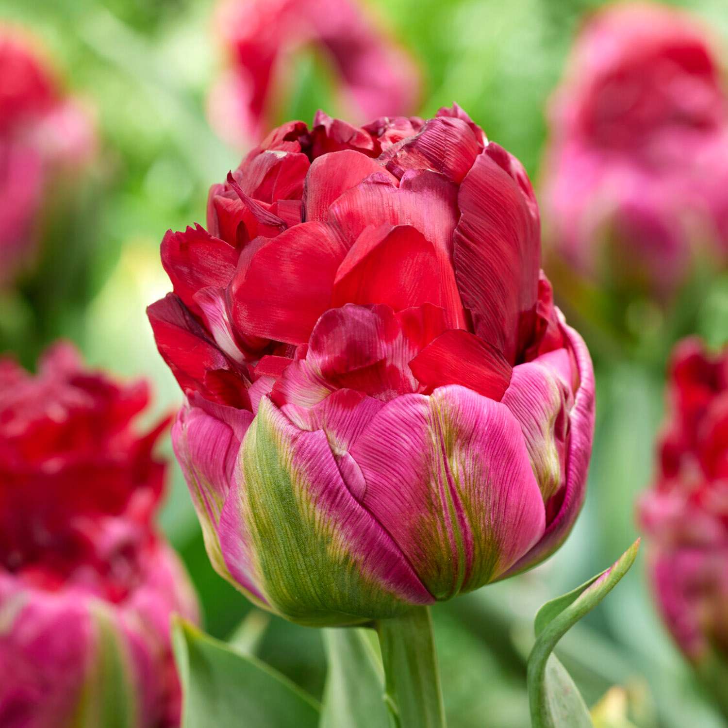 Tulppaani 'Ice Cream Cranberry'